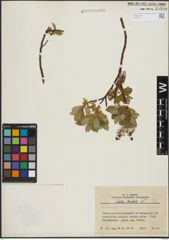 Foto von Salix hastata L.